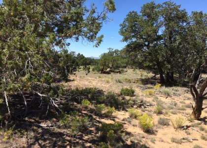 Tract 23 Choctaw Court, Pie Town, New Mexico 87827, ,Residential Land,For Sale,Choctaw Court,202102047