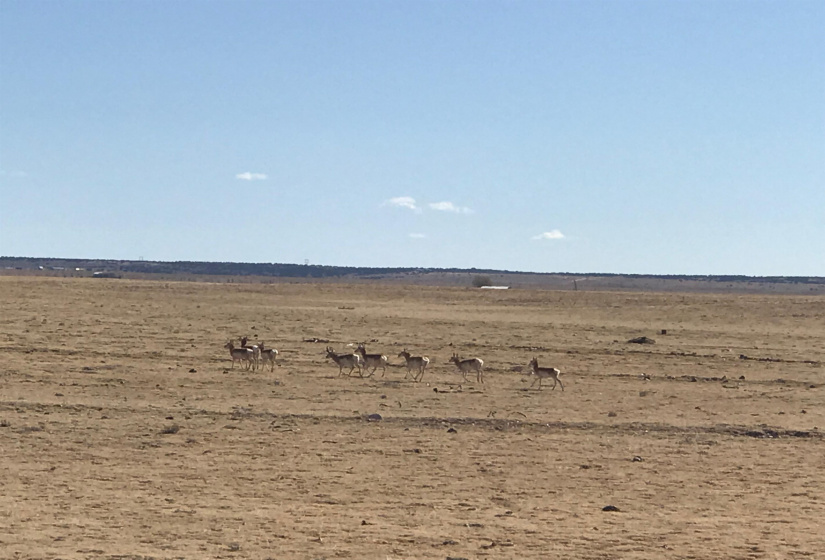 50 Judy Kay Rd, Stanley, New Mexico 87056, ,Farm And Ranch,For Sale,Judy Kay Rd,202105150