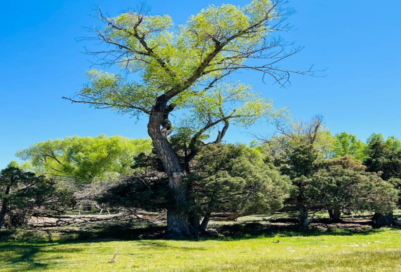 TBD Abeyta Tract, Chama, New Mexico 87520, ,Farm And Ranch,For Sale,Abeyta Tract,202201878