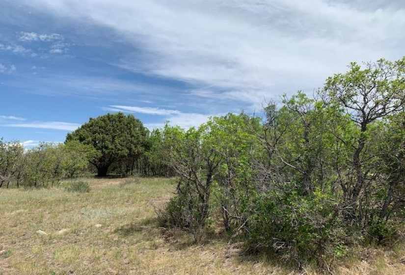 4271 Choke Cherry Lane, Chama, New Mexico 87520, 3 Bedrooms Bedrooms, ,2 BathroomsBathrooms,Residential,For Sale,Choke Cherry Lane,202202130