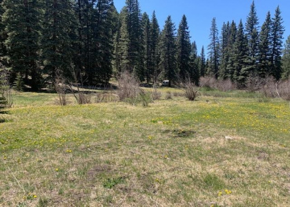 TBD Wethrill Cabin Sites, Coyote, New Mexico 87012, ,Residential Land,For Sale,Wethrill Cabin Sites,202201906