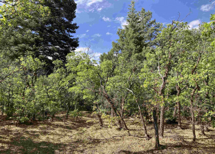 TBD Blk 3 Lot 3, Chama, New Mexico 87520, ,Residential Land,For Sale,Blk 3 Lot 3,202201962