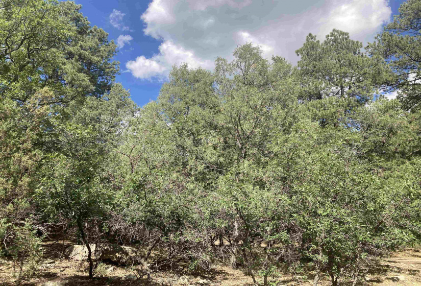 TBD Unit 7 Tract 104, Chama, New Mexico 87520, ,Residential Land,For Sale,Unit 7 Tract 104,202202423