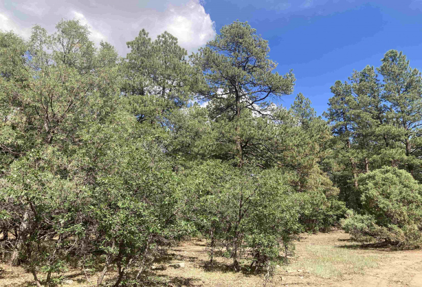 TBD Unit 7 Tract 104, Chama, New Mexico 87520, ,Residential Land,For Sale,Unit 7 Tract 104,202202423