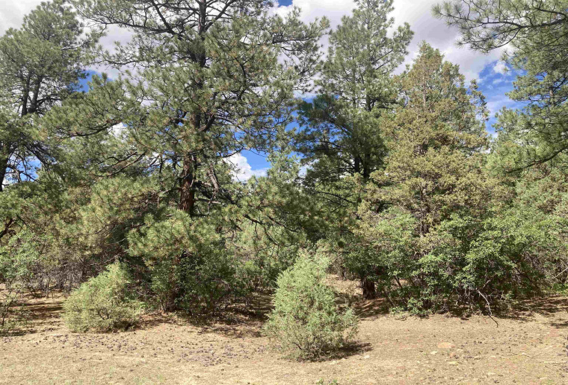 TBD Unit 7 Tract 104, Chama, New Mexico 87520, ,Residential Land,For Sale,Unit 7 Tract 104,202202423