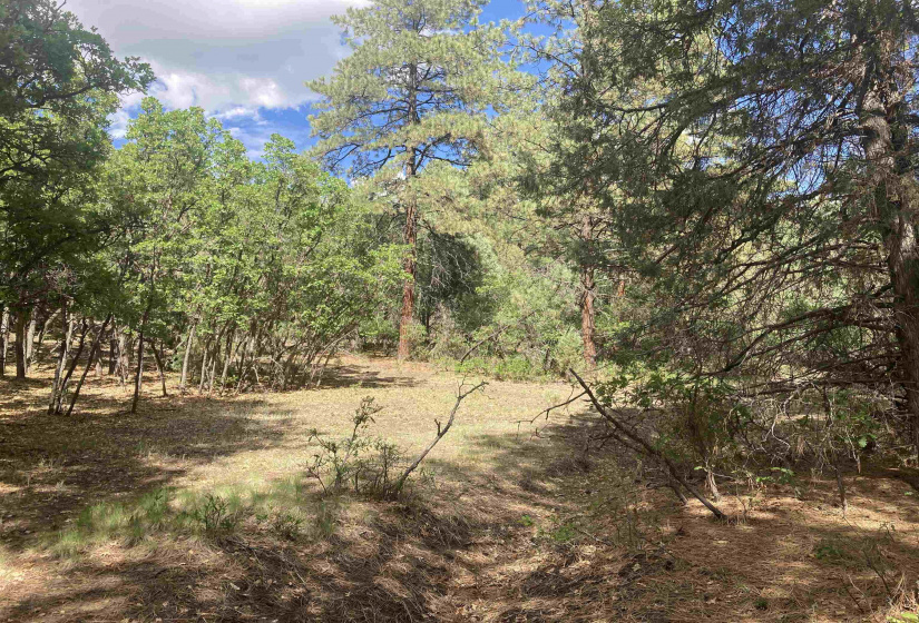 TBD Unit 7 Tract 104, Chama, New Mexico 87520, ,Residential Land,For Sale,Unit 7 Tract 104,202202423