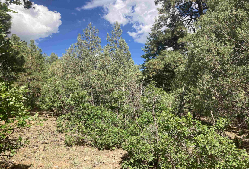 TBD Unit 7 Tract 104, Chama, New Mexico 87520, ,Residential Land,For Sale,Unit 7 Tract 104,202202423