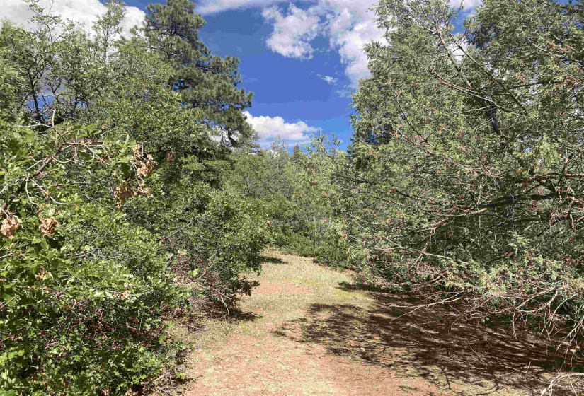 TBD Unit 7 Tract 104, Chama, New Mexico 87520, ,Residential Land,For Sale,Unit 7 Tract 104,202202423