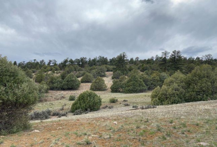 Pond Tr 1A, Pond Tr 4, Juniper Tract, Los Ojos, New Mexico 87551-9999, ,Residential Land,For Sale,Pond Tr 4, Juniper Tract,202202430